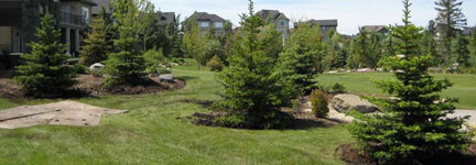 Tree & Shrub Planting